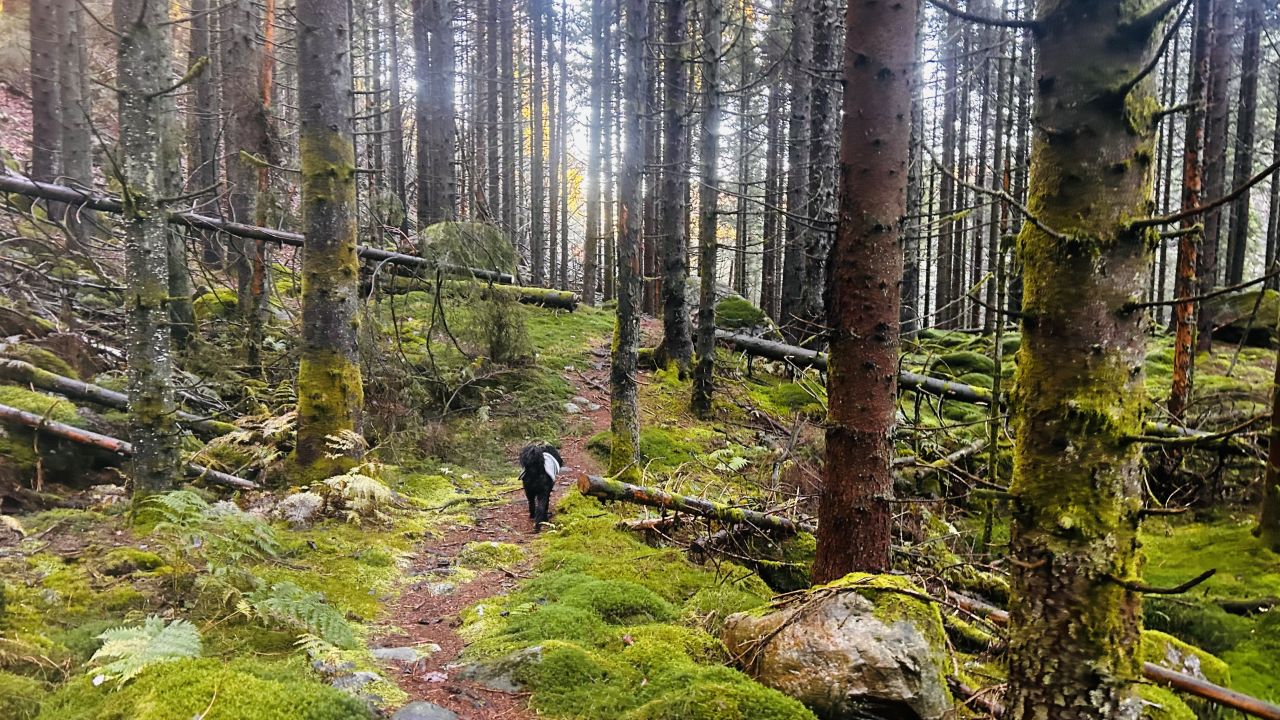 Fottur i skogen med en hund